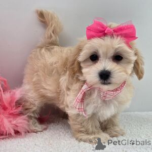 Zdjęcie №1. maltipu - na sprzedaż w Aizlingen | 1674zł | Zapowiedź №151383