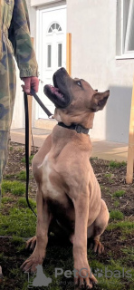 Zdjęcie №2 do zapowiedźy № 132596 na sprzedaż  cane corso - wkupić się Serbia hodowca