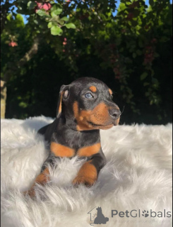 Zdjęcie №3. Szczenięta dobermana do adopcji.. Finlandia