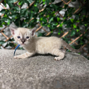 Zdjęcie №3. Bengal Kittens Egzotyczna elegancja spotyka rodzinną zabawę. Szwajcaria