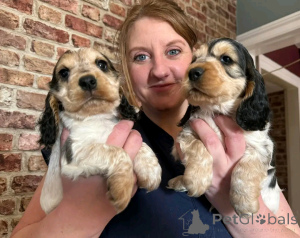 Zdjęcie №1. cocker spaniel amerykański - na sprzedaż w Флорида Сити | 5083zł | Zapowiedź №138995