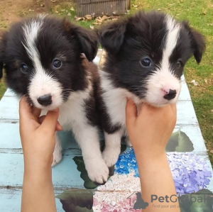 Zdjęcie №1. border collie - na sprzedaż w Berlin | negocjowane | Zapowiedź №119707