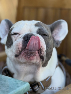 Zdjęcie №4. Sprzedam buldog francuski w London Borough of Camden. prywatne ogłoszenie - cena - 2392zł