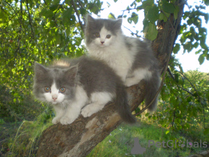 Zdjęcie №4. Sprzedam kot syberyjski w Charków. prywatne ogłoszenie - cena - negocjowane