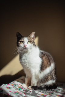 Zdjęcie №1.  - na sprzedaż w Chimki | Bezpłatny | Zapowiedź № 159179