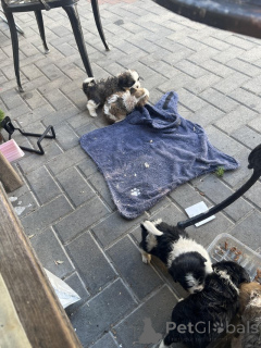 Zdjęcie №1. shih tzu - na sprzedaż w Ateny | 1390zł | Zapowiedź №174591