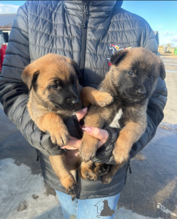 Zdjęcie №1. owczarek belgijski - na sprzedaż w Albany | negocjowane | Zapowiedź №160439