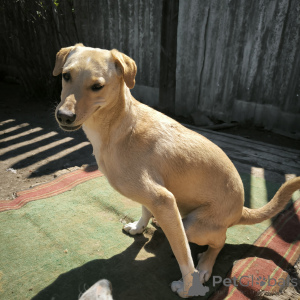 Zdjęcie №3. Nie jak wszyscy inni! Pies o imieniu Karamel.. Federacja Rosyjska