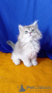 Zdjęcie №3. Szkocka złota szynszyla. Ukraina