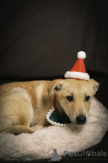 Zdjęcie №2 do zapowiedźy № 135444 na sprzedaż  pies nierasowy - wkupić się Federacja Rosyjska prywatne ogłoszenie