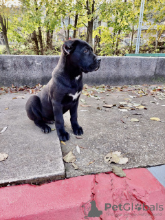 Zdjęcie №3. Cane Corso. Serbia