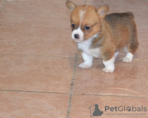 Zdjęcie №2 do zapowiedźy № 44886 na sprzedaż  welsh corgi - wkupić się Litwa prywatne ogłoszenie