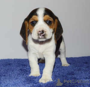 Zdjęcie №1. beagle (rasa psa) - na sprzedaż w Paryż | negocjowane | Zapowiedź №76030