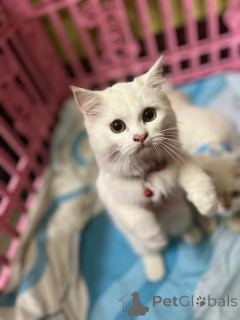 Zdjęcie №1. perskie - na sprzedaż w Berlin | 2631zł | Zapowiedź № 163092