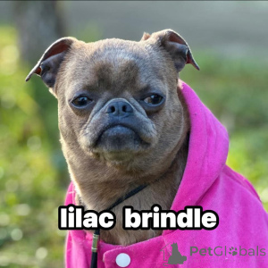 Zdjęcie №2 do zapowiedźy № 138674 na sprzedaż  otterhound - wkupić się Serbia 