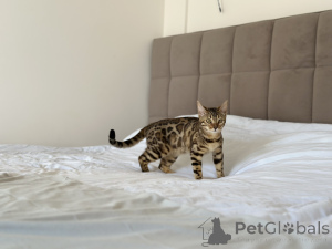 Zdjęcie №4. Sprzedam kot bengalski w Kansas City. prywatne ogłoszenie, od żłobka, ze schronu, hodowca - cena - negocjowane