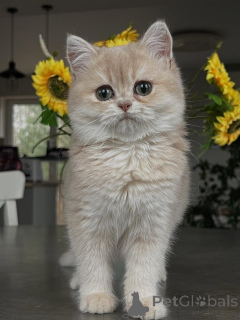 Zdjęcie №3. Błyszczące szmaragdowe oczy i jedwabiście białe futro Poznaj kociaka szynszyli. Niemcy