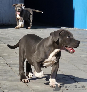 Zdjęcie №2 do zapowiedźy № 125765 na sprzedaż  american bully - wkupić się Serbia hodowca