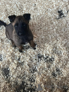 Zdjęcie №3. 9-tygodniowe szczenięta belgijskiego malinois. Belgia