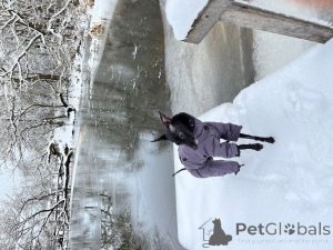 Zdjęcie №3. Chłopcy levgate z rodowodem do dziewiarki w Białoruś. Zapowiedź № 137743