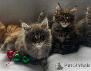 Zdjęcie №4. Sprzedam maine coon w Vienna. hodowca - cena - 574zł