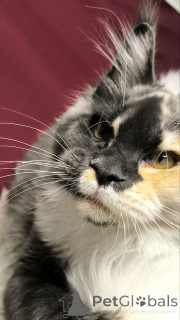 Zdjęcie №3. Maineoon. Holandia