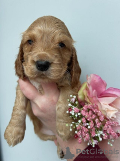 Zdjęcie №3. Cocker Spaniels Anzeigen. Niemcy