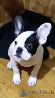 Zdjęcie №3. Buldog francuski negocjowane. Polska