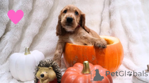 Zdjęcie №1. cocker spaniel amerykański - na sprzedaż w Böbingen-on-Remes | 1674zł | Zapowiedź №178862