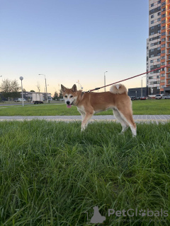 Dodatkowe zdjęcia: Szczenięta Akita Inu