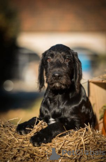 Zdjęcie №2 do zapowiedźy № 17985 na sprzedaż  labradoodle - wkupić się Federacja Rosyjska prywatne ogłoszenie