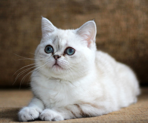 Dodatkowe zdjęcia: Niebieskooka szkocka koteczka