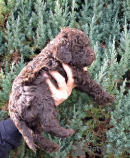 Zdjęcie №4. Sprzedam lagotto romagnolo w Kragujevac.  - cena - negocjowane