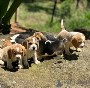 Zdjęcie №1. beagle (rasa psa) - na sprzedaż w Key West | 3558zł | Zapowiedź №138254