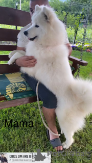 Dodatkowe zdjęcia: Szczenięta samoyeda