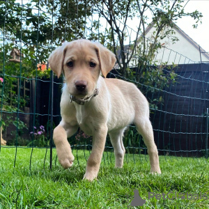 Zdjęcie №1. labrador retriever - na sprzedaż w Berlin | Bezpłatny | Zapowiedź №125261