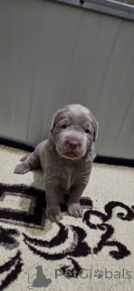 Zdjęcie №3. Srebrne labradory. Serbia