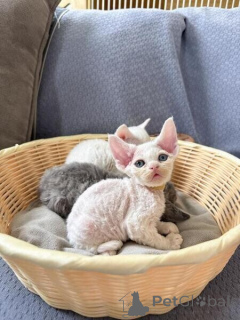 Zdjęcie №1. devon rex - na sprzedaż w Bensheim | negocjowane | Zapowiedź № 170318