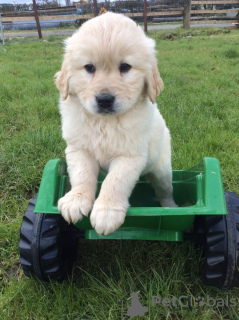 Zdjęcie №3. Weterynarz sprawdził, czy są na sprzedaż szczenięta Golden Retriever. Niemcy