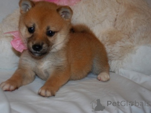 Zdjęcie №1. shiba - na sprzedaż w Londyn | negocjowane | Zapowiedź №137554