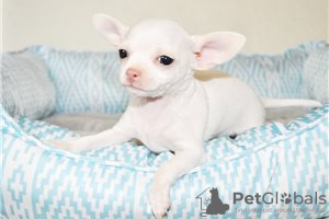 Zdjęcie №3. Urocze szczenięta Chihuahua do bezpłatnej adopcji. Niemcy