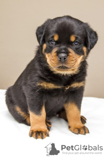 Zdjęcie №1. rottweiler - na sprzedaż w Praga | negocjowane | Zapowiedź №109963