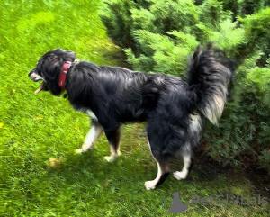 Zdjęcie №4. Sprzedam pies nierasowy w Москва. prywatne ogłoszenie - cena - Bezpłatny