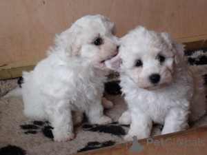 Zdjęcie №1. bichon frise - na sprzedaż w Delsbo | 2870zł | Zapowiedź №168185