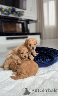 Zdjęcie №2 do zapowiedźy № 164614 na sprzedaż  maltańczyk - wkupić się Holandia hodowca