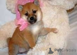 Zdjęcie №1. shiba - na sprzedaż w Miasto Londynu | negocjowane | Zapowiedź №171119