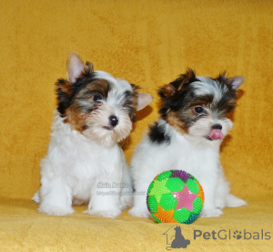 Zdjęcie №1. yorkshire terrier biewer - na sprzedaż w Tbilisi | negocjowane | Zapowiedź №167229