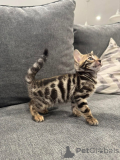 Zdjęcie №2 do zapowiedźy № 152779 na sprzedaż  kot bengalski - wkupić się Francja prywatne ogłoszenie