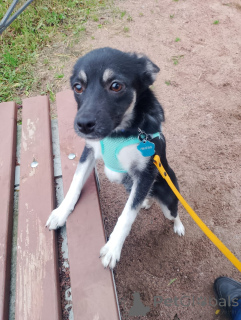 Zdjęcie №1. pies nierasowy - na sprzedaż w Petersburg | Bezpłatny | Zapowiedź №159495