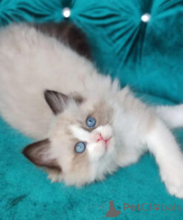 Zdjęcie №1. ragdoll - na sprzedaż w Benavente | 1435zł | Zapowiedź № 138622